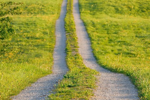 Field path in spring lined with flower meadows