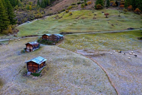 Alpine huts and sheep on a mountain pasture covered in hoarfrost