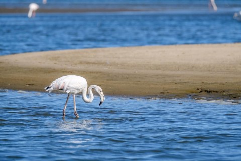 Lesser Flamingo