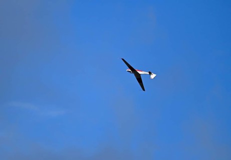 Glider Ly-542-K Stoesser