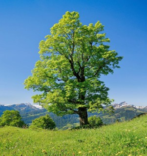 Freestanding sycamore in mountain spring
