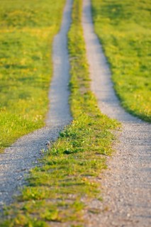 Field path in spring lined with flower meadows