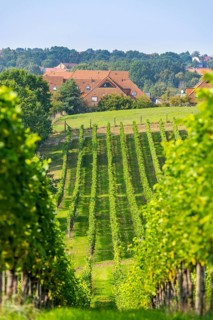 Vines in the Lindicke vineyard