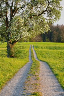 Field path in spring lined with flower meadows and blossoming fruit tree