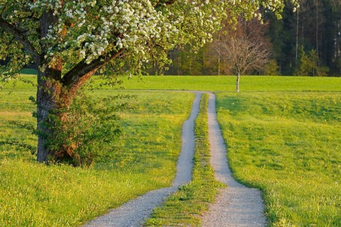Field path in spring lined with flower meadows and blossoming fruit tree