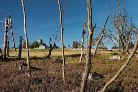Dead trees with the Astenturm on the Kahler Asten