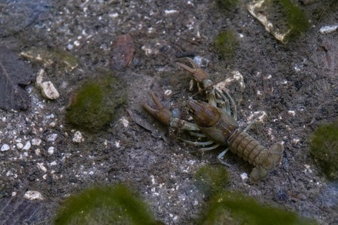 European crayfish