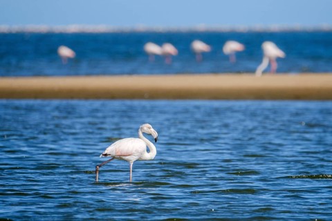 Lesser Flamingos