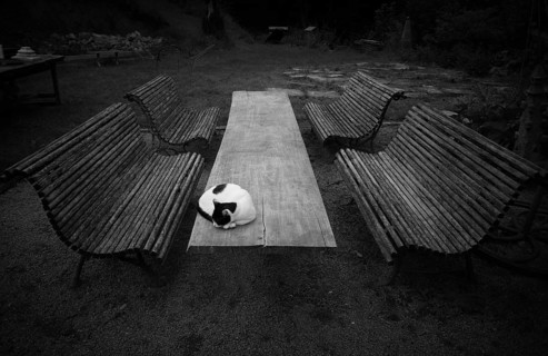 Cat lying on wooden table