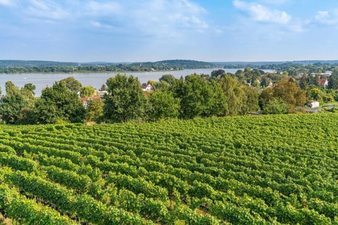 Vineyard at the Lindicke Winery