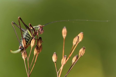 Saddle backed bush cricket