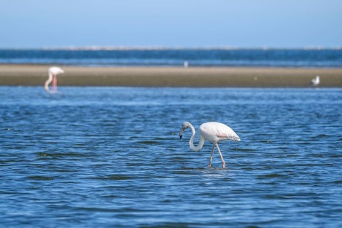 Lesser Flamingo