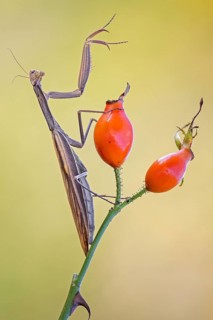European mantis