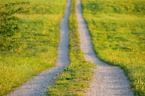 Field path in spring lined with flower meadows