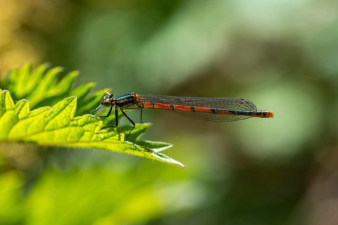 Large red damselfly