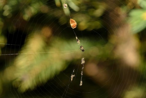 The Cyclosa conica decorates a silk thread of its net with plants