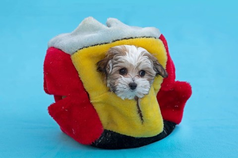 Bolonka Zwetna puppy looking out of a cat cube