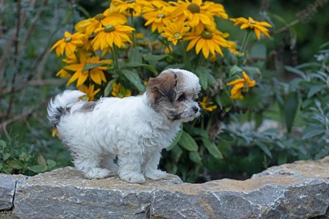 Bolonka Zwetna puppy