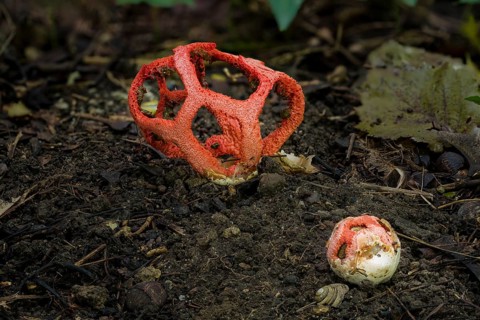 Mushroom