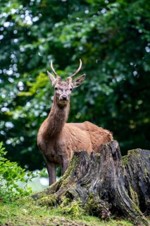 Red deer
