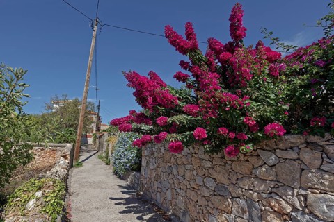 Idyllic footpath in the village