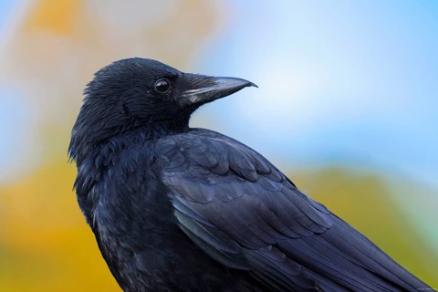 Carrion crow