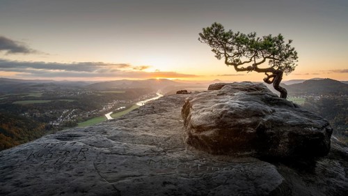 The weathered pine on the Lilienstein in Saxon Switzerland at sunrise
