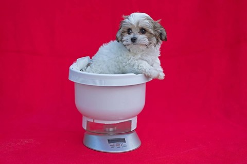Bolonka Zwetna puppy in a kitchen scale