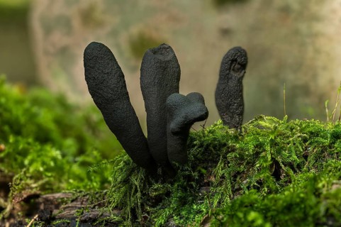 Mushroom