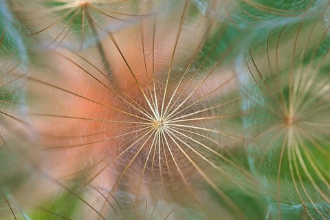 Pappus of the large western salsify