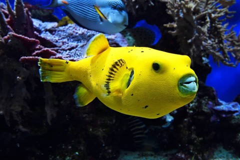 Blackspotted puffer