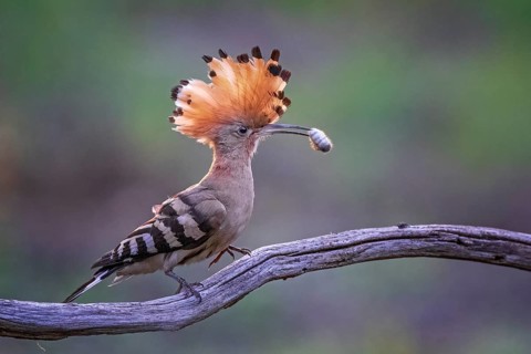 Hoopoe