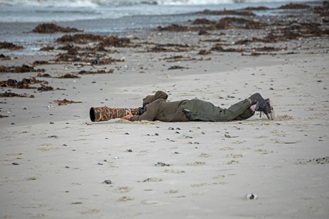Wildlife photographer with telephoto lens on the beach