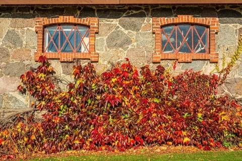 Virginia Creeper