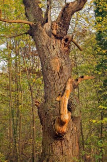 800-year-old Dicke Marie