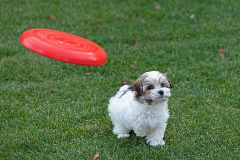 Bolonka Zwetna puppy looking at flying Frisbee