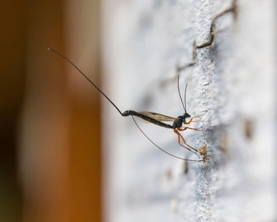 Parasitic wasp lays its eggs by means of an ovipositor on the larva of a wild bee in an insect hotel