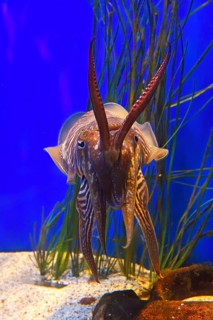 Common cuttlefish