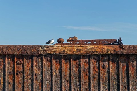 Seagull on a rusty quay wall