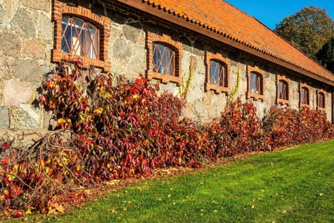 Virginia Creeper