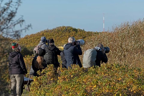 Wildlife photographers with telephoto lenses on the dune
