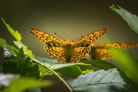 Butterfly