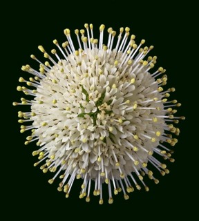 Flower of the buttonbush