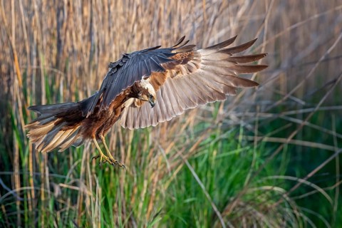 Western marsh harrier