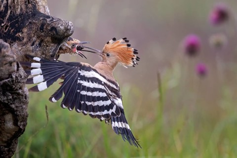 Hoopoe