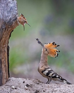 Hoopoe