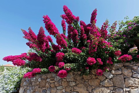 Quarry stone wall with bougainvillea