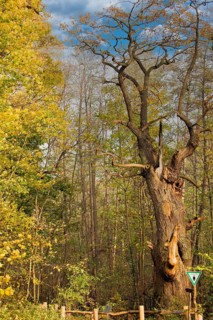 Natural monument
