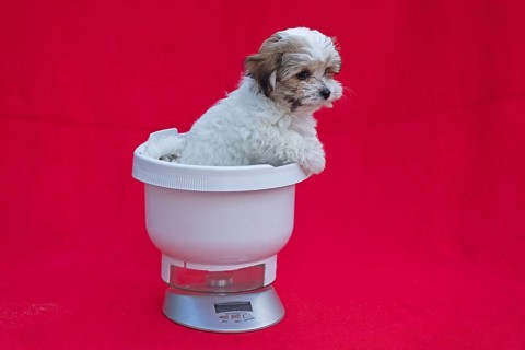 Bolonka Zwetna puppy in a kitchen scale