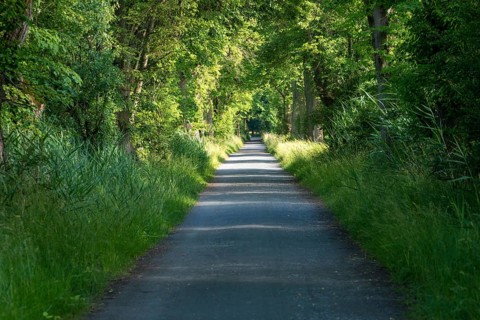 Avenue in the Moenchbruch nature reserve